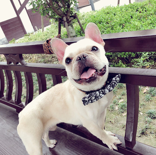  Handsome Dog Bow Tie Collar cashymart