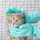 Pet Grooming Gloves for Dogs and Cats
