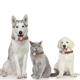 The Safest and Most Stylish Pet Leashes & Collars: CashyMart Has You Covered