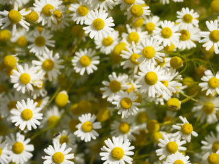 Numerous white and yellow chamomile flowers blooming.