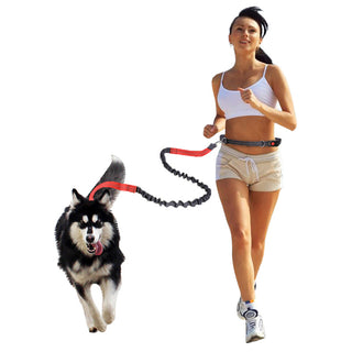  Elastic Reflective Pet Running Traction Belt cashymart