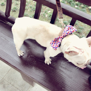  Handsome Dog Bow Tie Collar cashymart