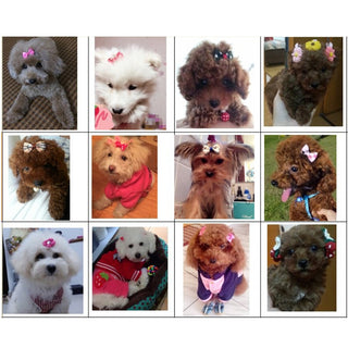  Double-Layer Pet Hair Bows cashymart