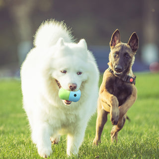  Fun and Functional Silicone Dog Toy Ball cashymart