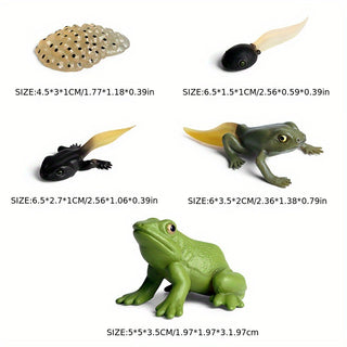  Cute Animal Life Cycle Models cashymart