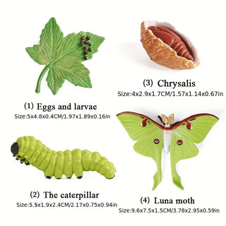  Cute Animal Life Cycle Models cashymart