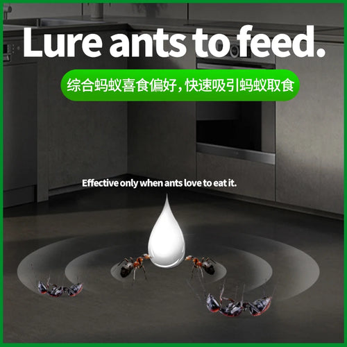  Ant Bait cashymart
