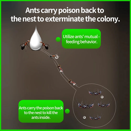  Ant Bait cashymart
