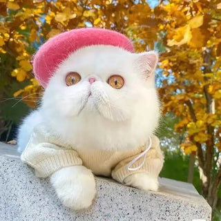  Fashionable Beret for Cats cashymart