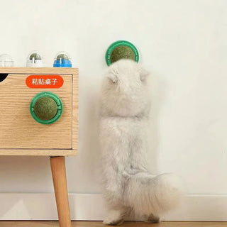  Catnip Wall Ball Toy & Snack cashymart