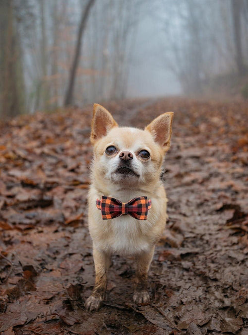  Charming Bowtie Dog Collar cashymart