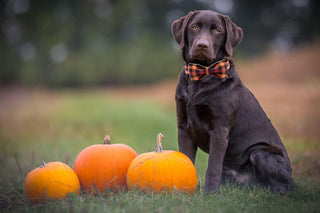  Charming Bowtie Dog Collar cashymart