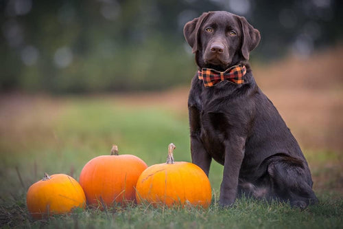  Charming Bowtie Dog Collar cashymart