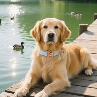  Custom Dog Collar Bling with Free Engraving cashymart