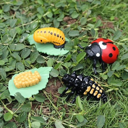  Cute Animal Life Cycle Models cashymart