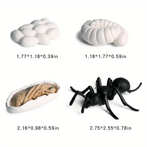  Cute Animal Life Cycle Models cashymart