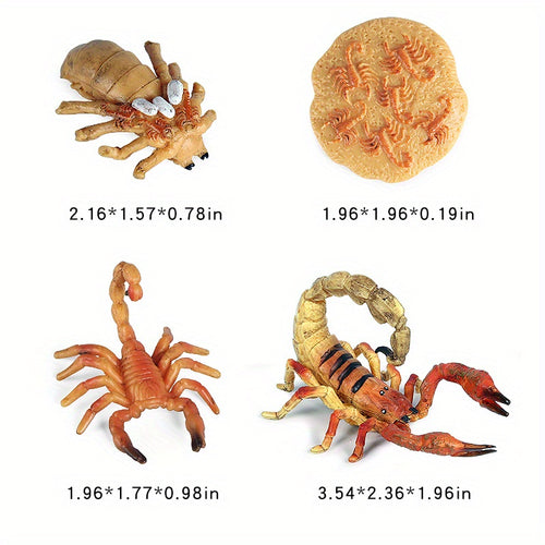  Cute Animal Life Cycle Models cashymart