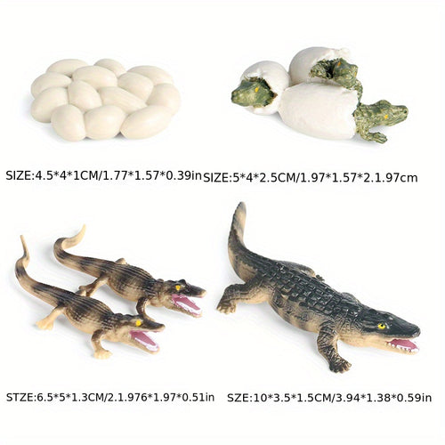  Cute Animal Life Cycle Models cashymart