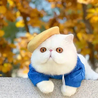  Fashionable Beret for Cats cashymart