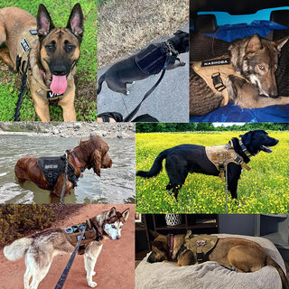  Large Dog Harness And Leash Set For Training cashymart