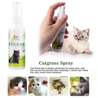  Natural Catnip Spray cashymart