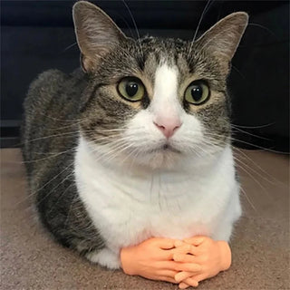  Paw-some Mini Silicone Cat Massage Gloves cashymart
