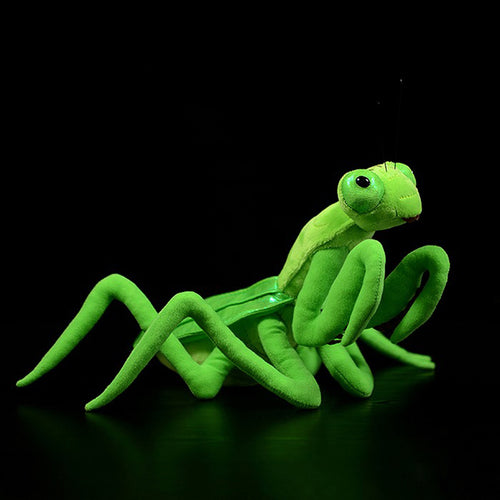  Praying Mantis Plush cashymart