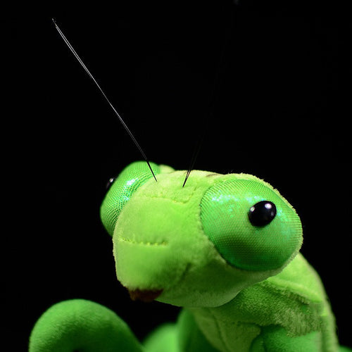  Praying Mantis Plush cashymart