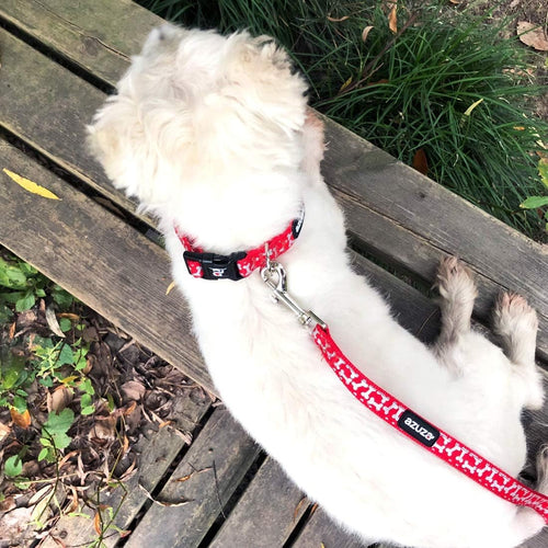  Red Dog Collar & Leash Set cashymart