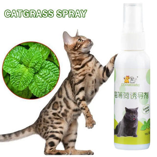  50ml Natural Catnip Spray cashymart