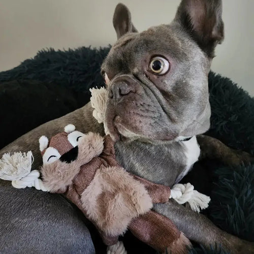  Squeaky Squirrel Dog Toy for Aggressive Chewers cashymart