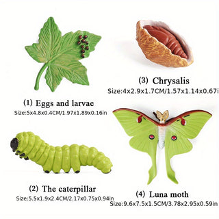  Cute Animal Life Cycle Models cashymart