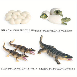  Cute Animal Life Cycle Models cashymart