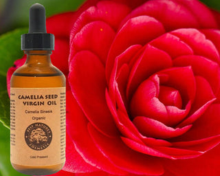  Camellia Seed Oil cashymart