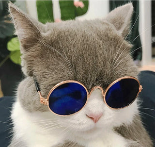  Cat Sunglasses cashymart