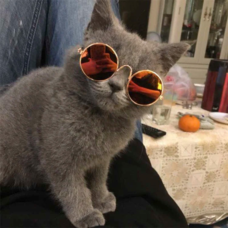  Cat Sunglasses cashymart