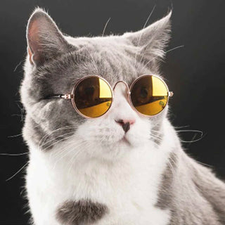  Cat Sunglasses cashymart