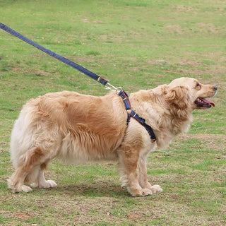  The Hands-Free Dog Leash cashymart