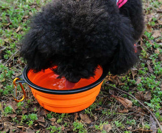  Pet Portable Folding Bowl Buckle cashymart